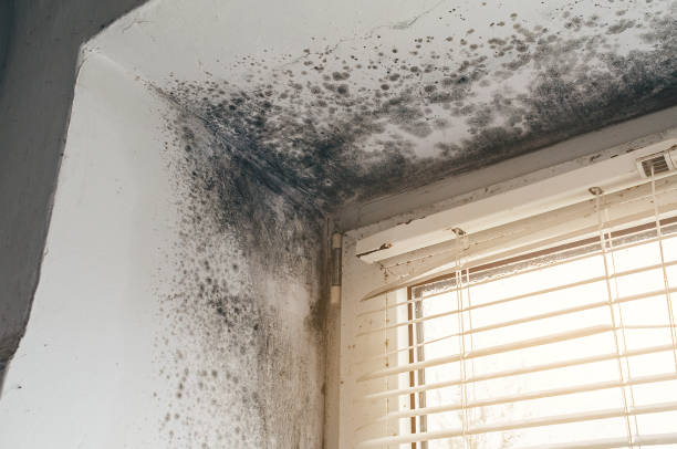 Affordable Mold Cleanup solutions in Glen Rock, PA